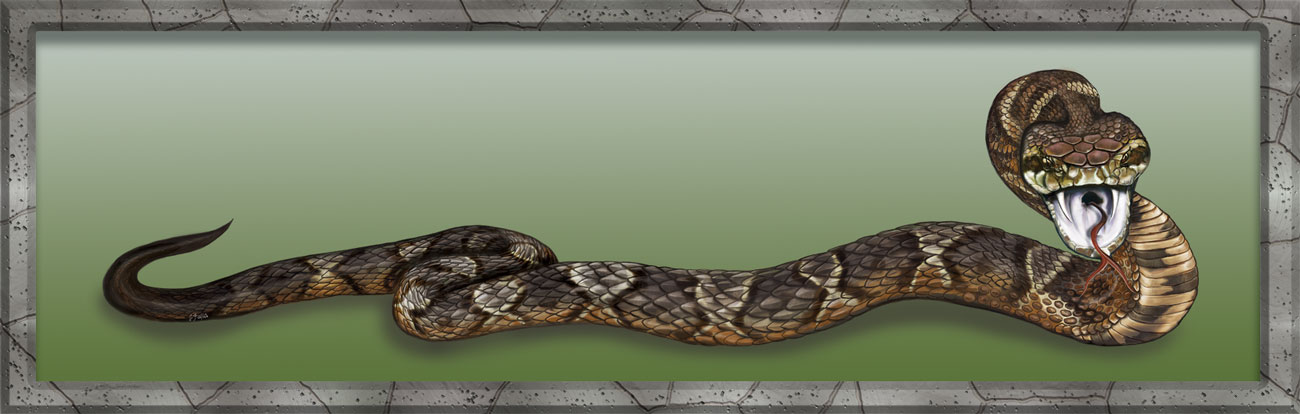cottonmouth snake/zuyus