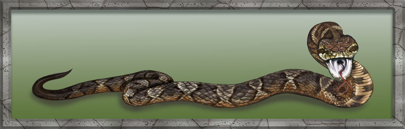 cottonmouth snake/zuyus
